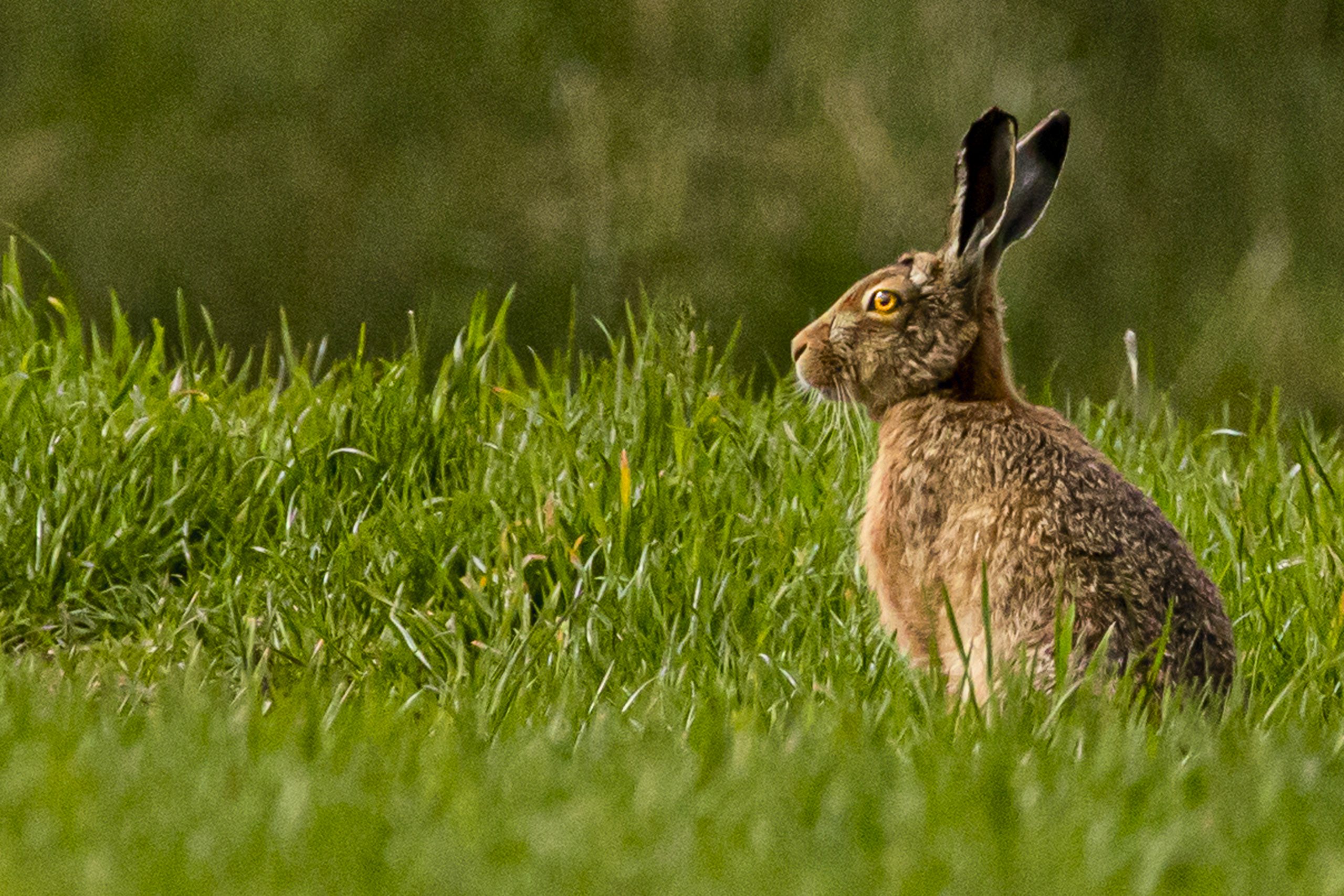 24 Hare at Appleby