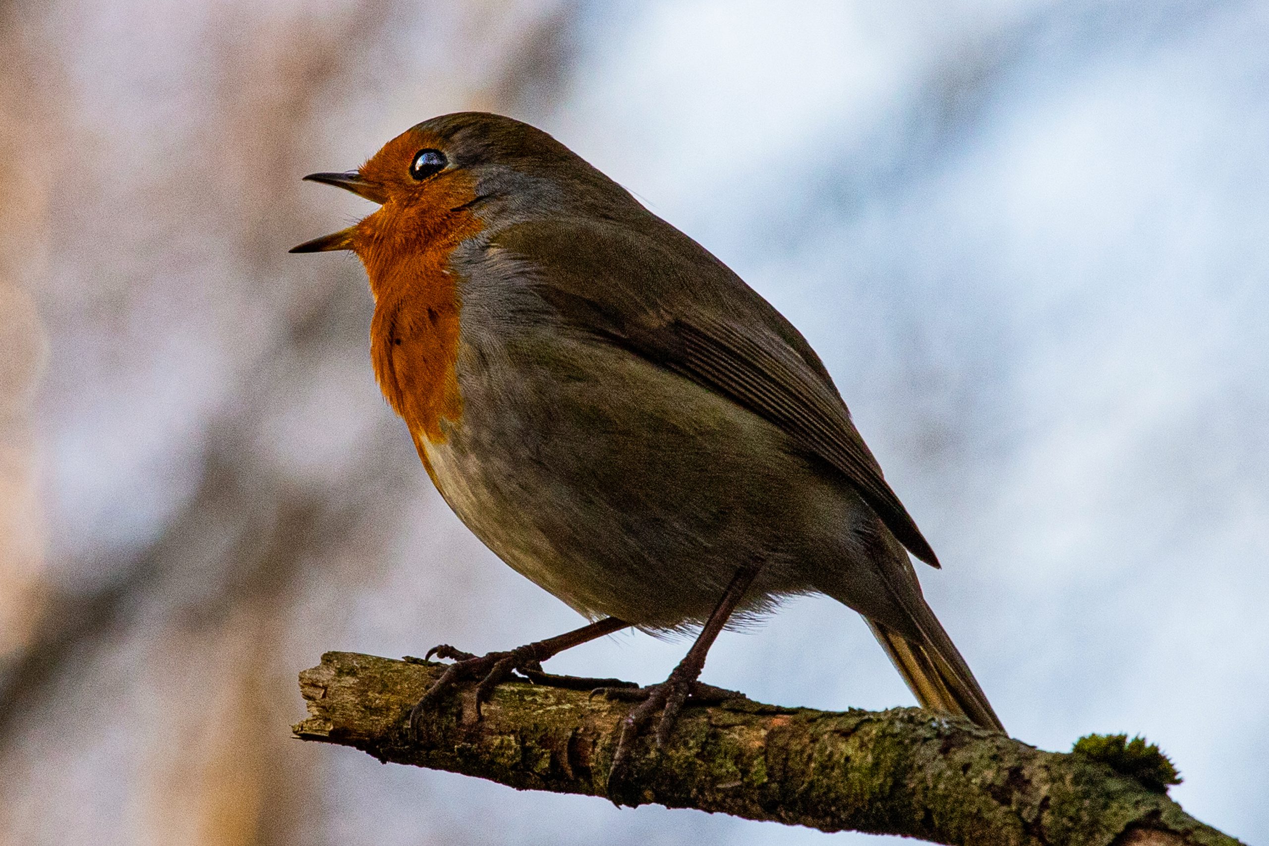 29 Close up Robin