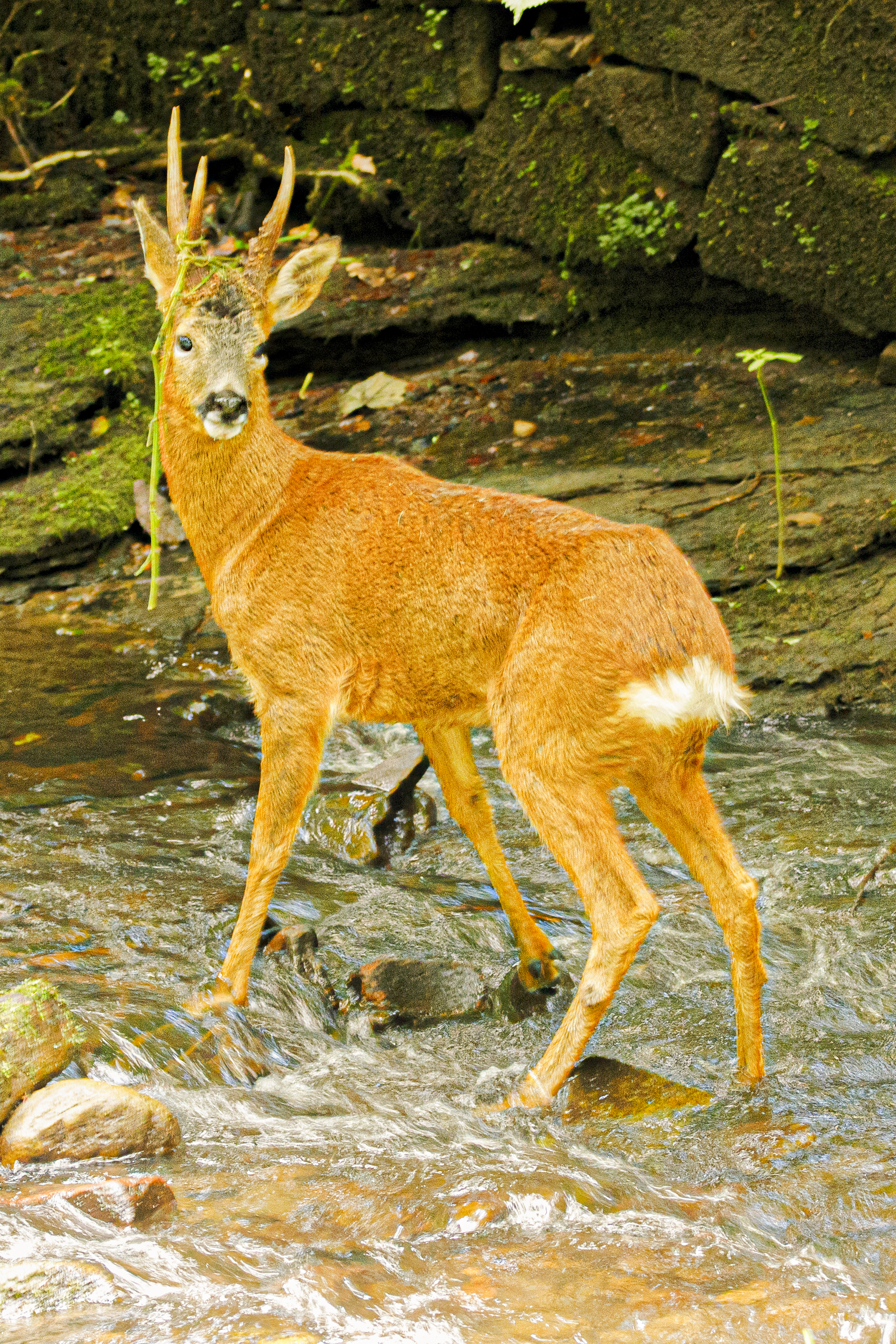 deer in fiddle woods july 14th 2021