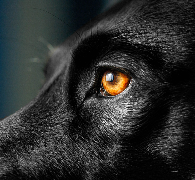 Macro dog eye