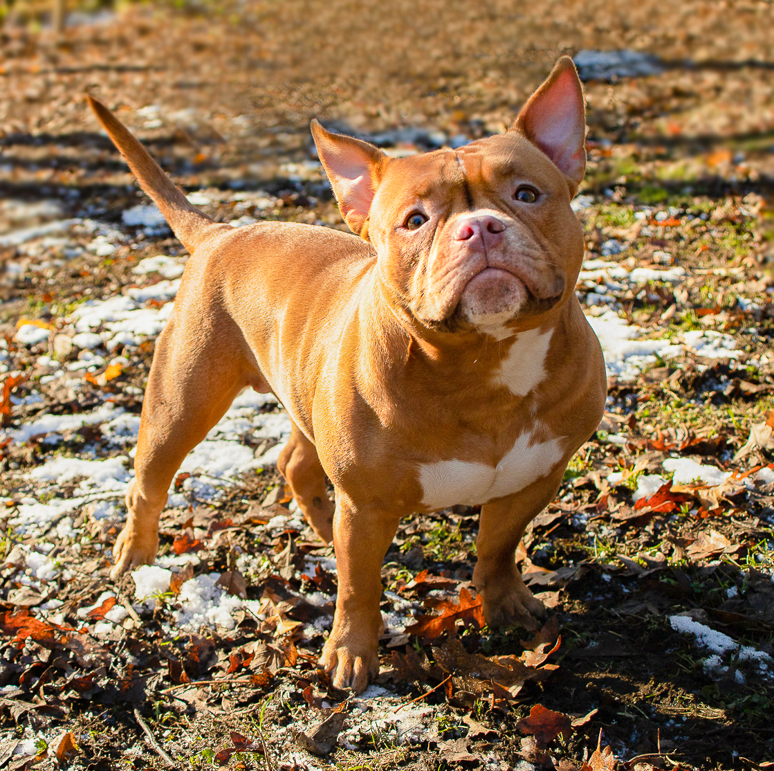 LOB American pocket Bully photographer