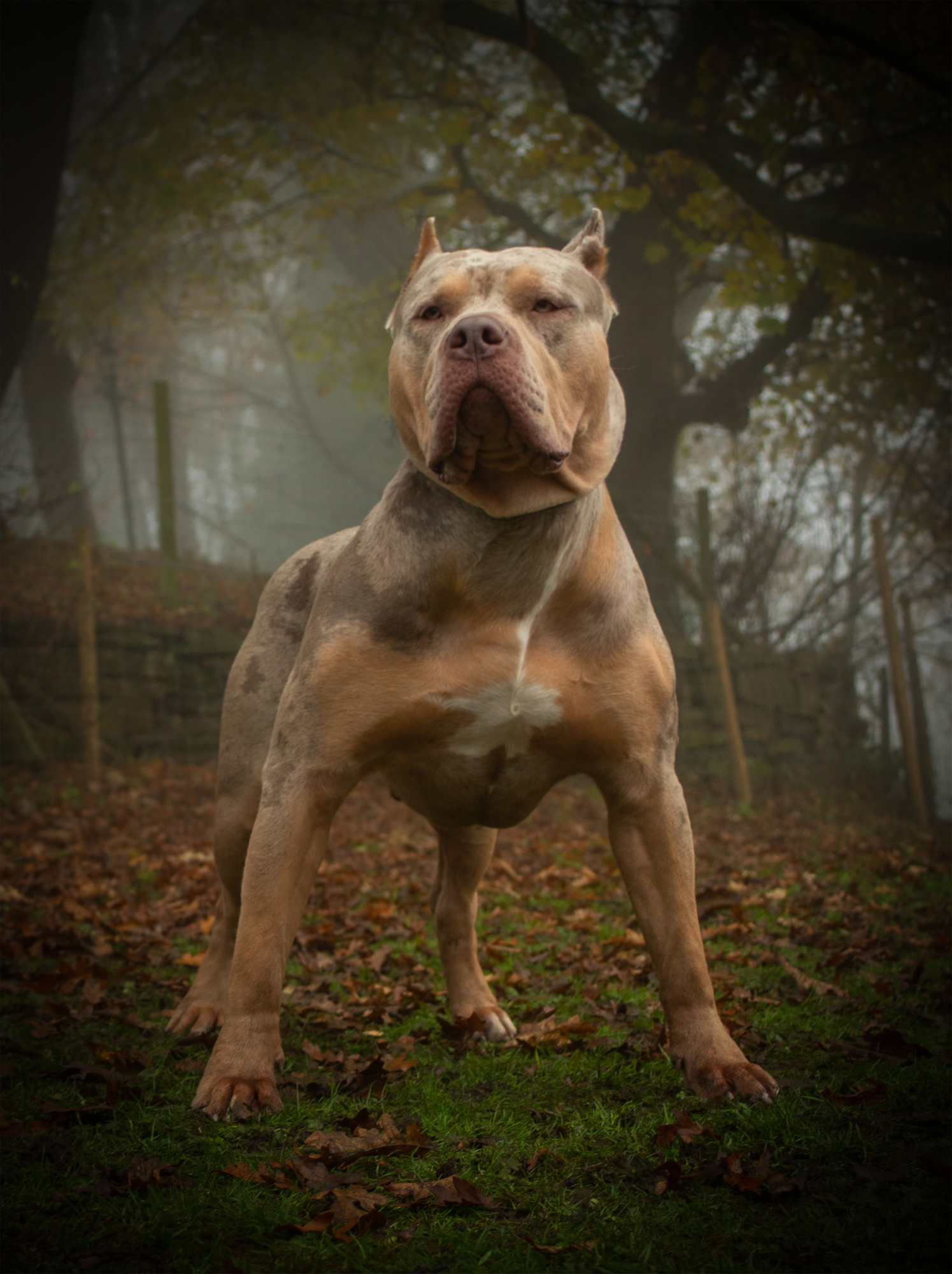 American Bully XL King Ragnor stud